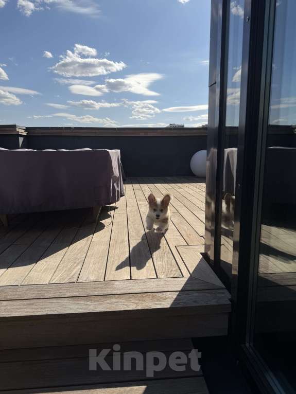 Собаки в Москве: Щенки Вельш корги пемброк Разнополые, 100 000 руб. - фото 5