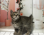 Кошки в Новосибирске: Пиксибоб девочка поли лапы короткий хвост короткая шерсть Девочка, 100 000 руб. - фото 9