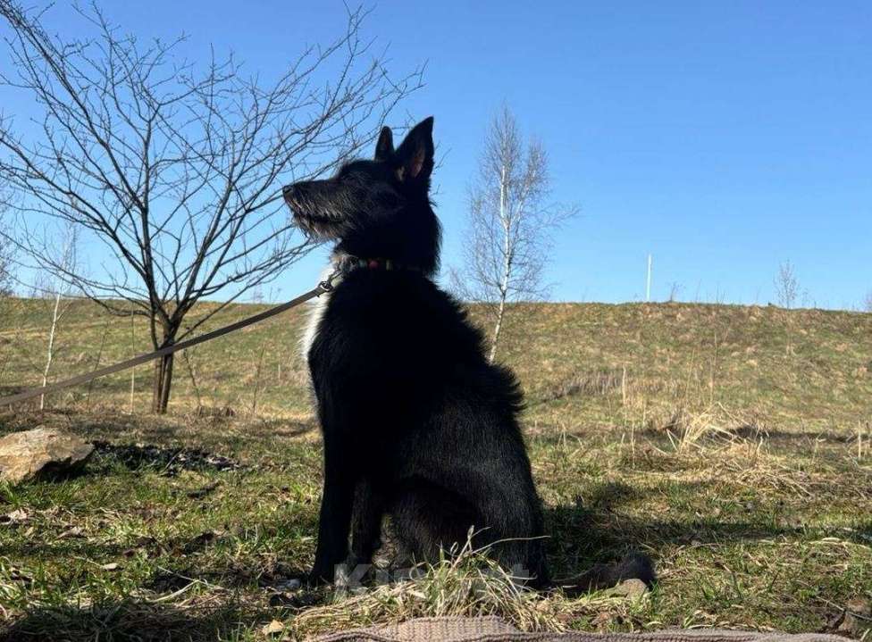 Собаки в Москве: Ласковая собака Умка в добрые руки Девочка, Бесплатно - фото 4