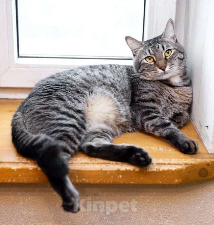 Кошки в Москве: Полосатый ласковый кот Шпрот в добрые руки Мальчик, 1 руб. - фото 8