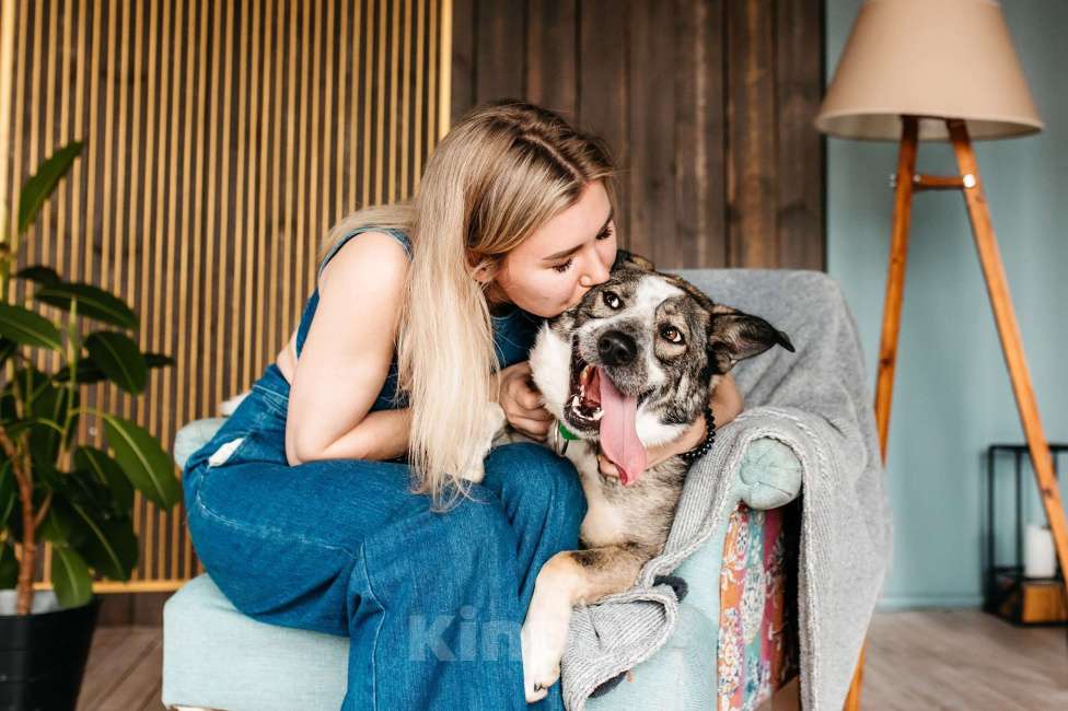 Собаки в Москве: Обаятельный и привлекательный Джаз ищет семью, которую будет бесконечно любить! Мальчик, Бесплатно - фото 8