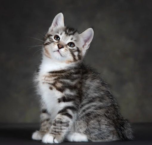 Кошки в других городах Московской области: Котик короткошерстный Мальчик, 50 000 руб. - фото 7