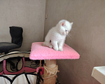 Кошки в Нижнем Новгороде: Котенок Британец Мальчик, 20 000 руб. - фото 1
