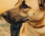 Собаки в Санкт-Петербурге: Вега ищет дом Девочка, Бесплатно - фото 1