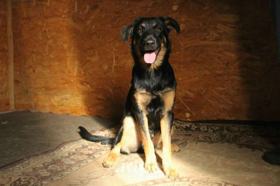 Собаки в Санкт-Петербурге: Маленький энерджайзер - очень веселый, игривый щенок Мальчик, Бесплатно - фото 1