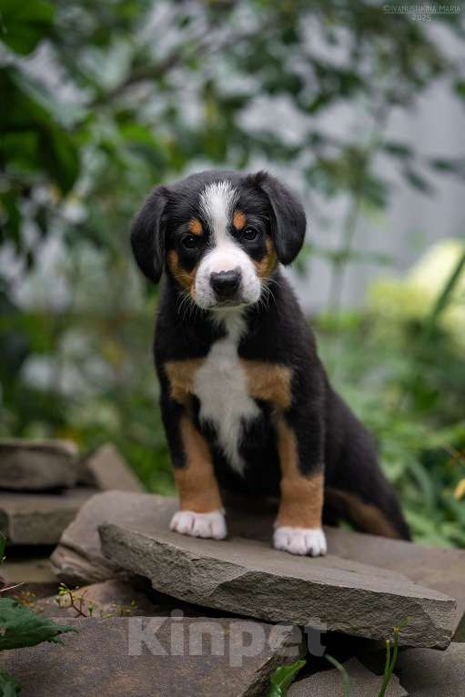 Собаки в Москве: Прекрасная девочка  энтлебухер зенненхундиз FRESH ENERGY Девочка, Бесплатно - фото 2