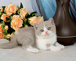 Кошки в Мурином: Британский котик окраса лиловый биколор Мальчик, 33 000 руб. - фото 6