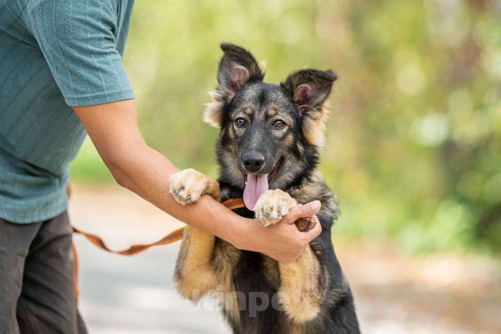 Собаки в Домодедово: Щенок Сима в добрые руки  Девочка, Бесплатно - фото 2