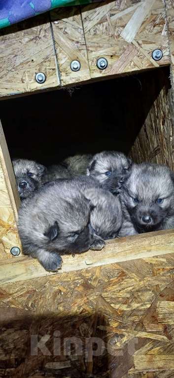 Собаки в Пыти-Яхе: Продажа Мальчик, 25 000 руб. - фото 2