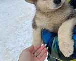 Собаки в Междуреченске: Продам щенков аляскинского маламута без документов Мальчик, 3 000 руб. - фото 8