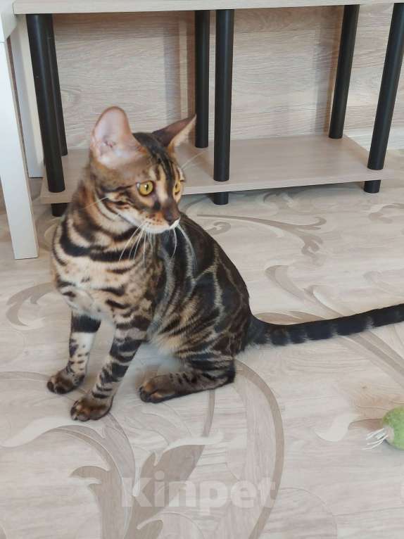 Кошки в Москве: Бенгальские угольные котята  Мальчик, Бесплатно - фото 2