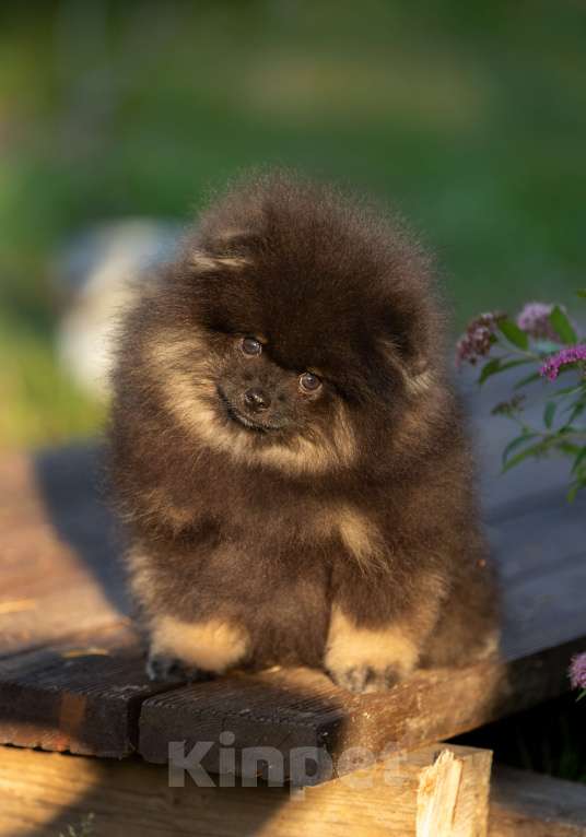 Собаки в Пушкино: Малыш померанец Мальчик, 50 000 руб. - фото 3