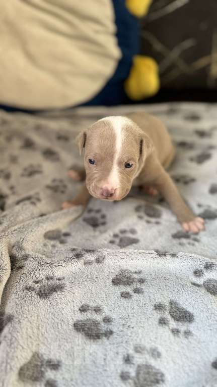 Собаки в Санкт-Петербурге: Девочка 🩷 Девочка, 40 000 руб. - фото 10