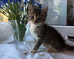 Кошки в Санкт-Петербурге: Котенок Ромашка Разнополые, Бесплатно - фото 5
