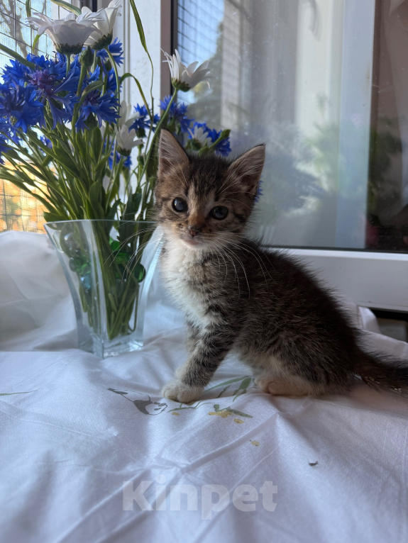 Кошки в Санкт-Петербурге: Котенок Ромашка Разнополые, Бесплатно - фото 5