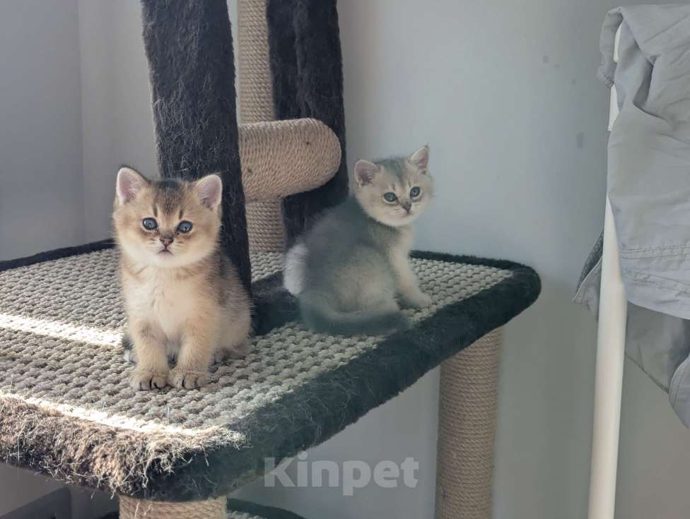 Кошки в Подольске: Котята Разнополые, Бесплатно - фото 1