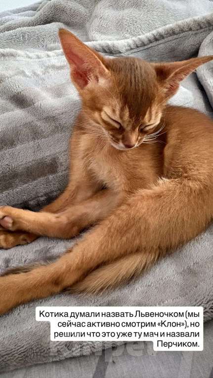 Кошки в других городах Московской области: Абиссинский котенок Мальчик, 50 000 руб. - фото 2