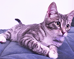 Кошки в Балашихе: Котик мальчик европеец Мальчик, 1 000 руб. - фото 7