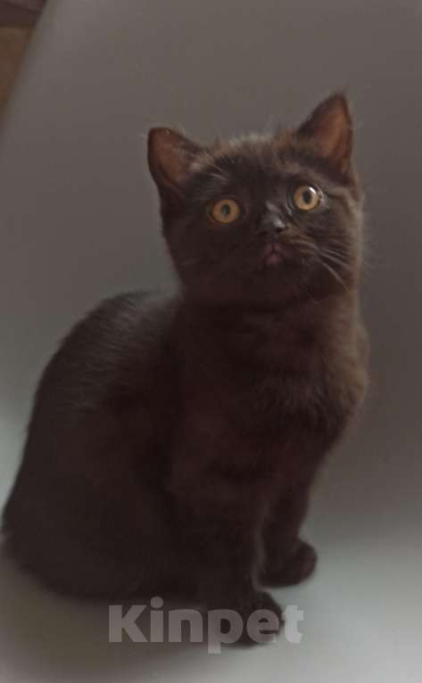 Кошки в Тюмени: Шотландская девочка возраст 2 месяца  Девочка, Бесплатно - фото 2