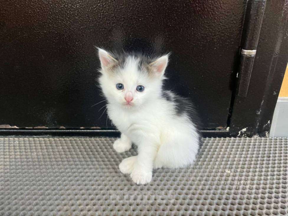 Кошки в Вологде: Отдадим котёнка в добрые руки Мальчик, Бесплатно - фото 2