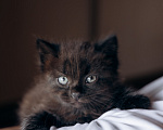 Кошки в Видном: Черный котенок ищет дом Девочка, Бесплатно - фото 2