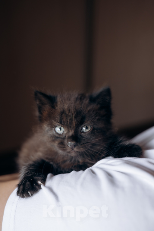 Кошки в Видном: Черный котенок ищет дом Девочка, Бесплатно - фото 2