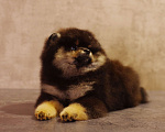 Собаки в Солнечногорске: Продажа щенка  Мальчик, Бесплатно - фото 4