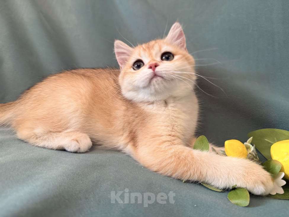 Кошки в Комсомольске-На-Амуре: Золотая шиншилла Юми Девочка, 50 000 руб. - фото 8