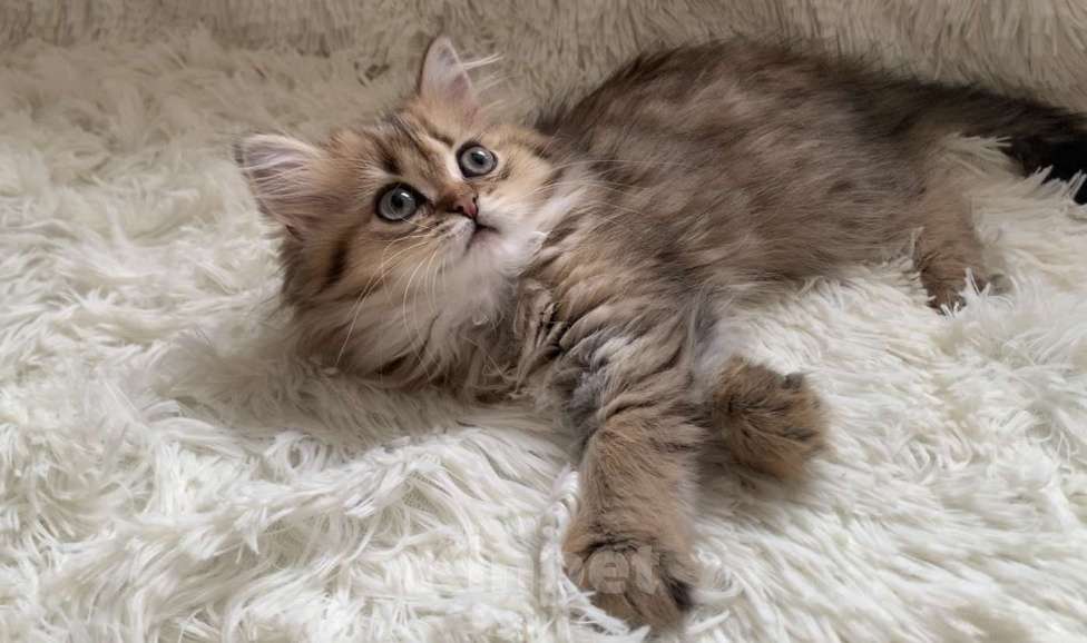 Кошки в Москве: Шотландская Highland stright Девочка, 38 000 руб. - фото 3