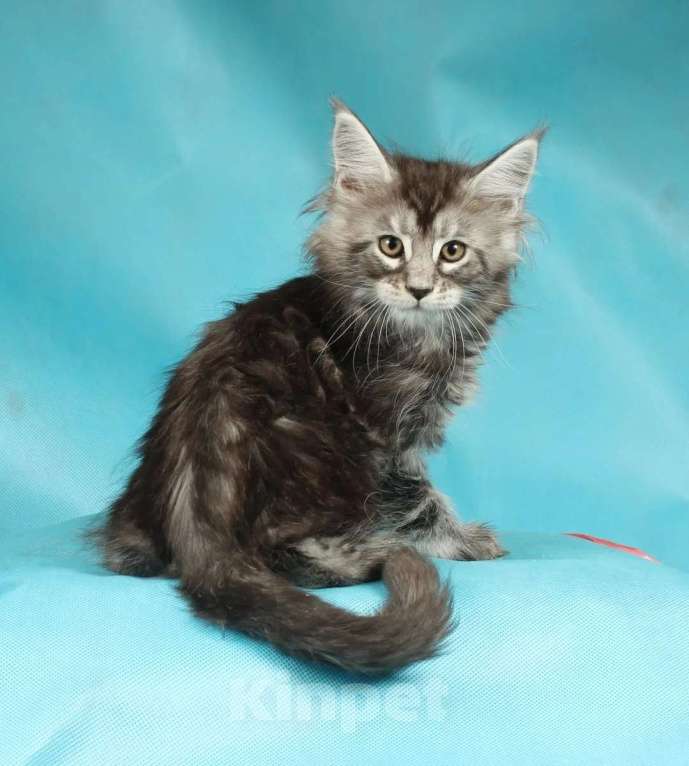 Кошки в Раменском: Котенок Мейн-кун Девочка, 45 000 руб. - фото 3