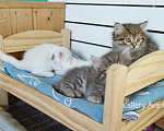 Кошки в Волхове: Сибирские кошки. Сибирские клубные котята. Девочка Девочка, Бесплатно - фото 1