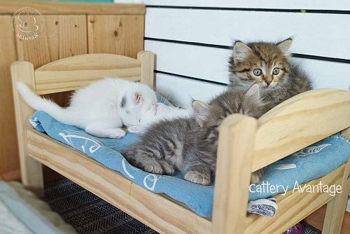 Объявление: Сибирские кошки. Сибирские клубные котята. Девочка, Бесплатно, Волхов