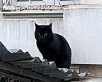 Кошки в Москве: Котик Бумер ищет дом Мальчик, Бесплатно - фото 2
