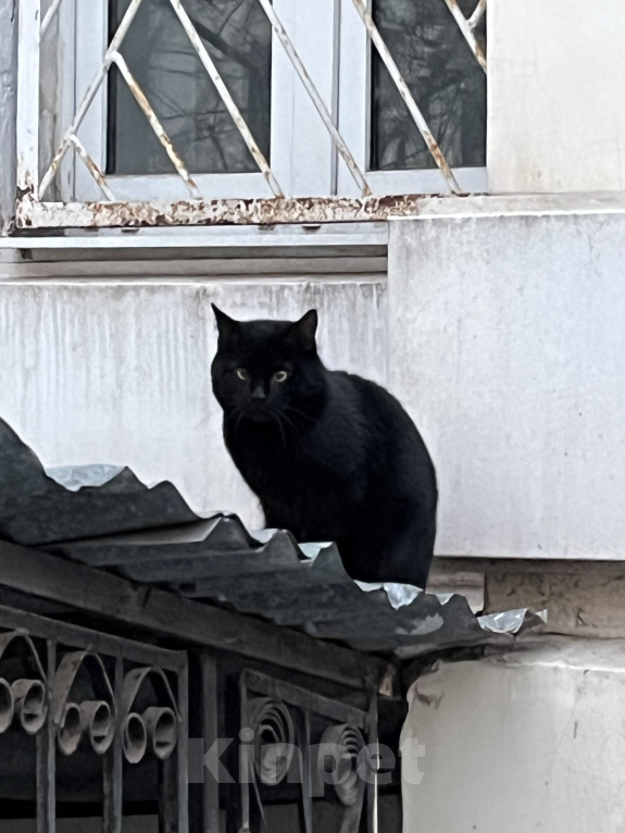 Кошки в Москве: Котик Бумер ищет дом Мальчик, Бесплатно - фото 2