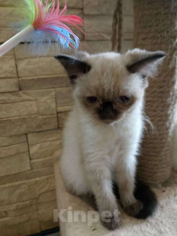 Кошки в Москве: Белые пушистики с голубыми глазами Девочка, Бесплатно - фото 2