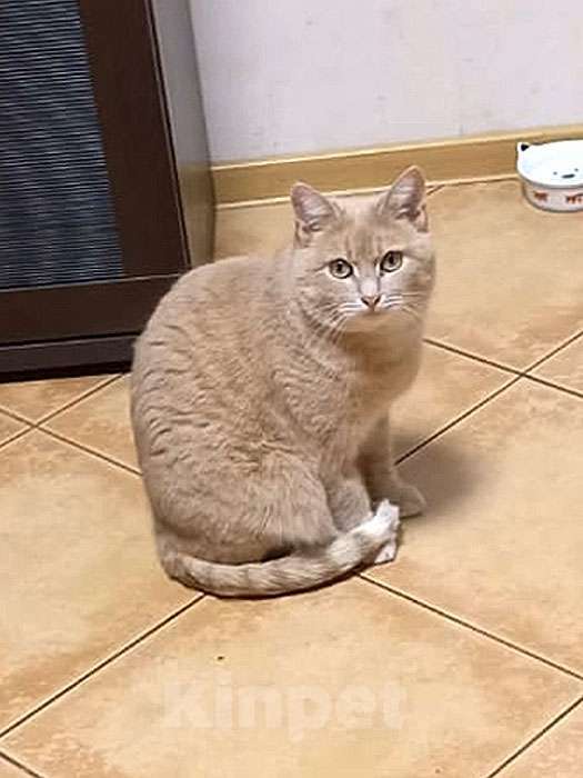 Кошки в Москве: Ищет дом кот Персик — ласковый, спокойный, домашний Мальчик, 10 руб. - фото 9