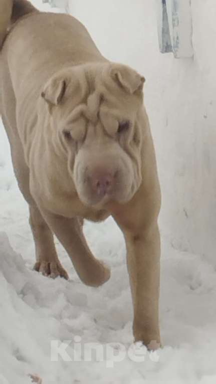 Собаки в Новосибирске: Мейсон ищет хрзяина! Мальчик, Бесплатно - фото 1