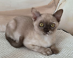Кошки в Краснодаре: Элис Девочка, Бесплатно - фото 2