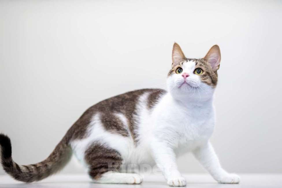 Кошки в Москве: Рогалик Мальчик, Бесплатно - фото 2