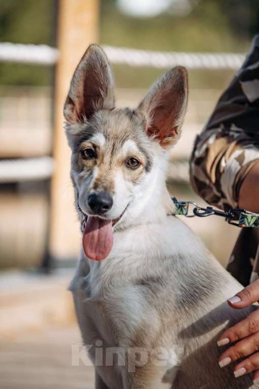 Собаки в других городах Московской области: Ищем дом очень милой девочке Плюше. Девочка, Бесплатно - фото 2