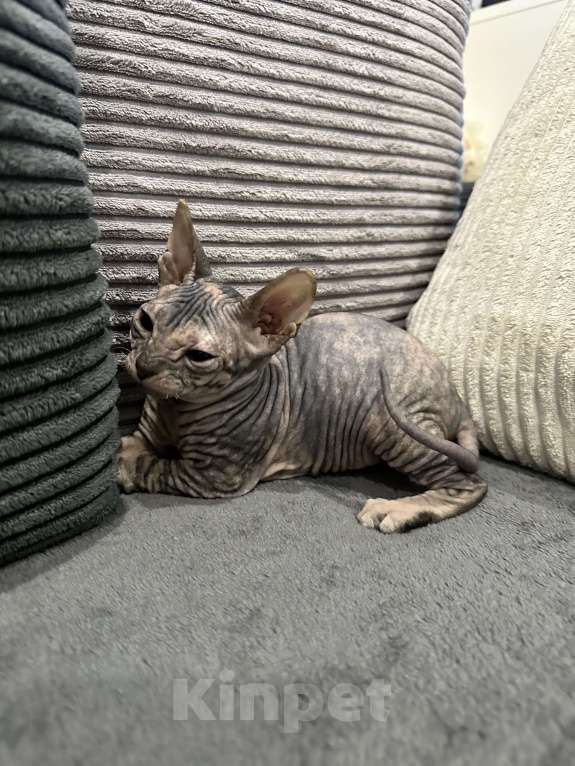 Кошки в Казани: Донской сфинкс котята Разнополые, 25 000 руб. - фото 4