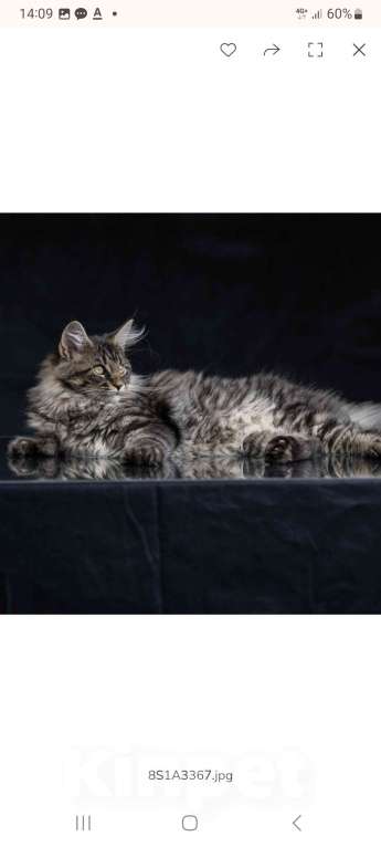 Кошки в других городах Ленинградской области: Котенок в "руковичках" Девочка, 25 000 руб. - фото 4