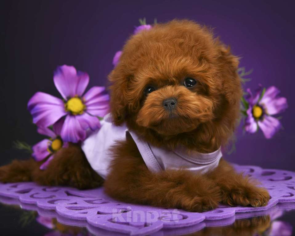 Собаки в Москве: Курносый той пудель  Тедди редбраун  для вязки Москва Мальчик, 20 000 руб. - фото 3