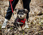 Собаки в Москве: Щенки — метисы корги в дар, Бесплатно - фото 2