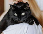 Кошки в Реутове: Яркая личность кошечка Шаня ищет дом. Девочка, Бесплатно - фото 3