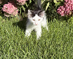 Кошки в Казани: Котята Девочка, Бесплатно - фото 2
