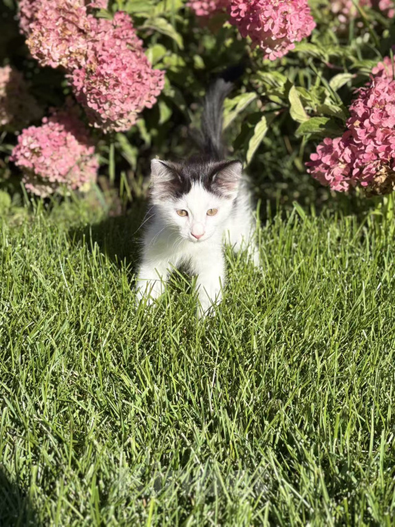 Кошки в Казани: Котята Девочка, Бесплатно - фото 2