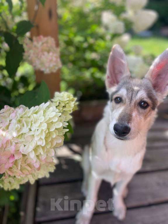 Собаки в других городах Московской области: Ищем дом очень милой девочке Плюше. Девочка, Бесплатно - фото 5
