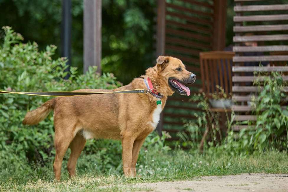 Собаки в других городах Московской области: Тайф - большой ребёнок  Мальчик, 1 руб. - фото 9