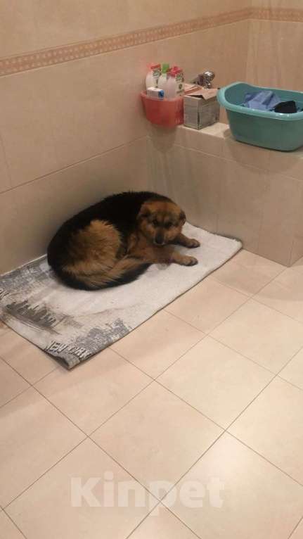 Собаки в других городах Московской области: Потерялись 2 собаки, Дмитровский район Мальчик, 15 000 руб. - фото 4